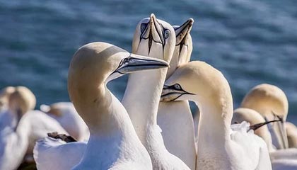 九游娱乐-罗马尼亚队赛制透视：团体赛制下的战略与个人表现，罗马尼亚联赛赛程